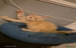Maine Coon cats for sale: Maine Coon kittens Glasgow  - Image 31