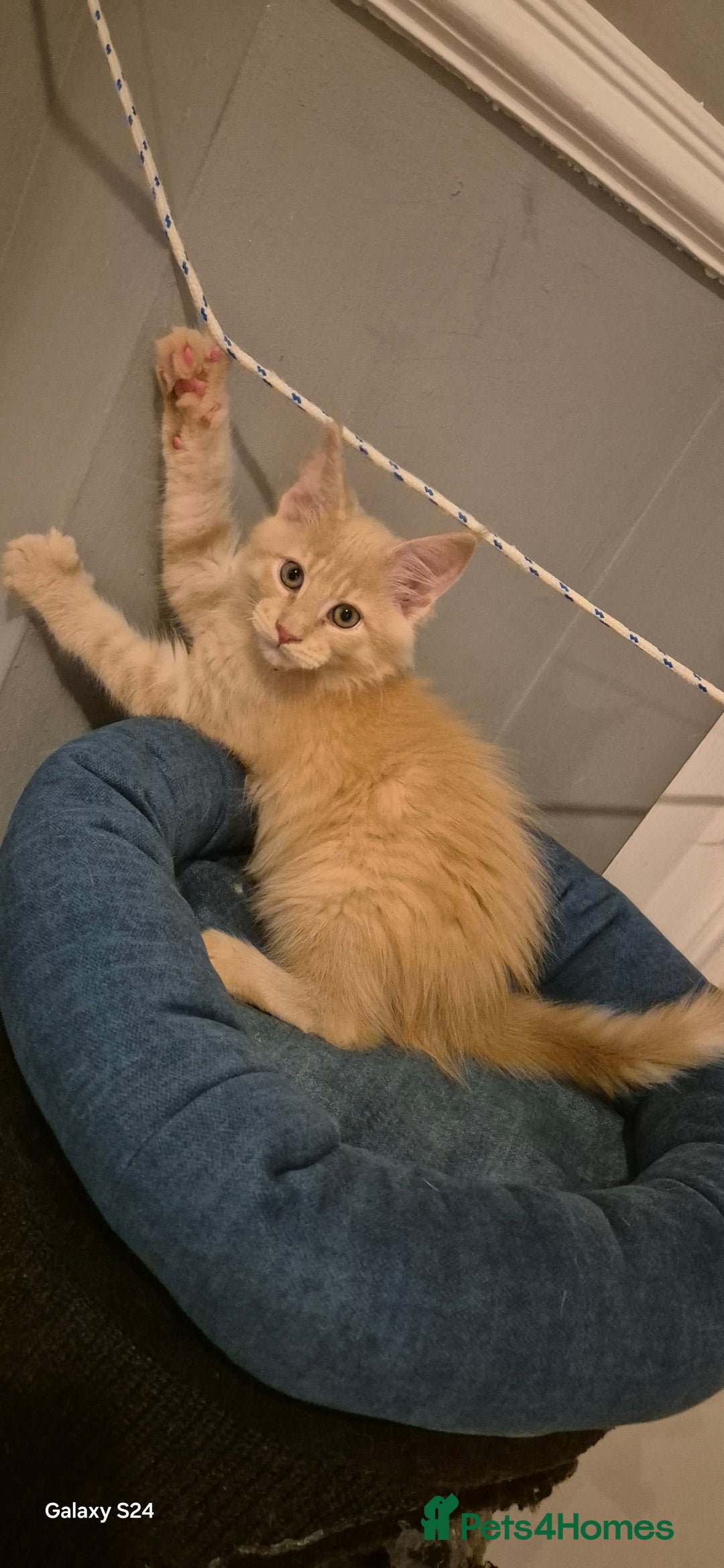 Maine Coon cats for sale: Maine Coon kittens Glasgow  - Image 31