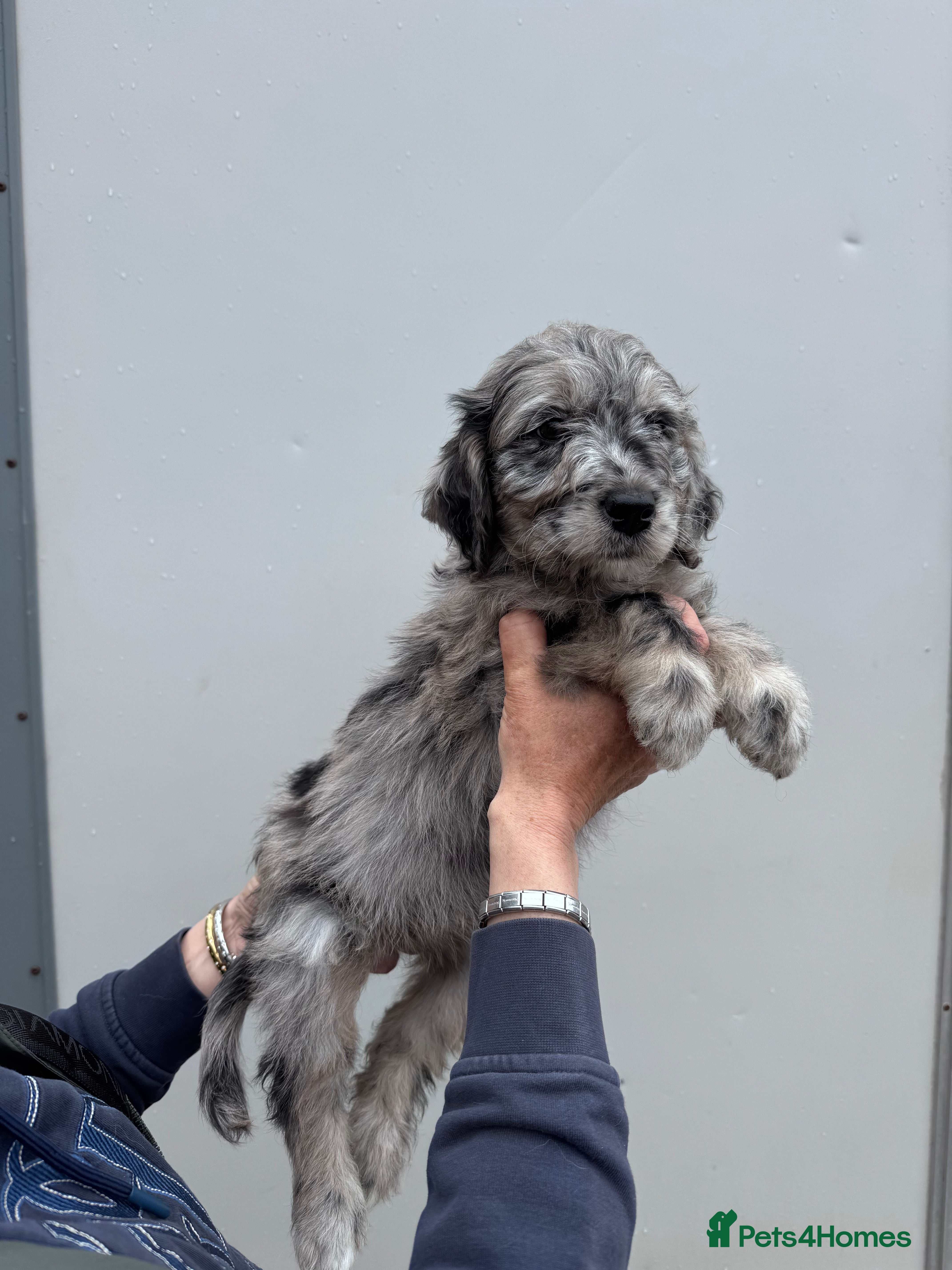Mini Goldendoodle dogs for sale: F1 mini golden doodles - Advert 3