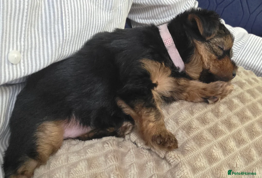 Yorkshire Terrier dogs for sale: Adorable pappy girl - Advert 9