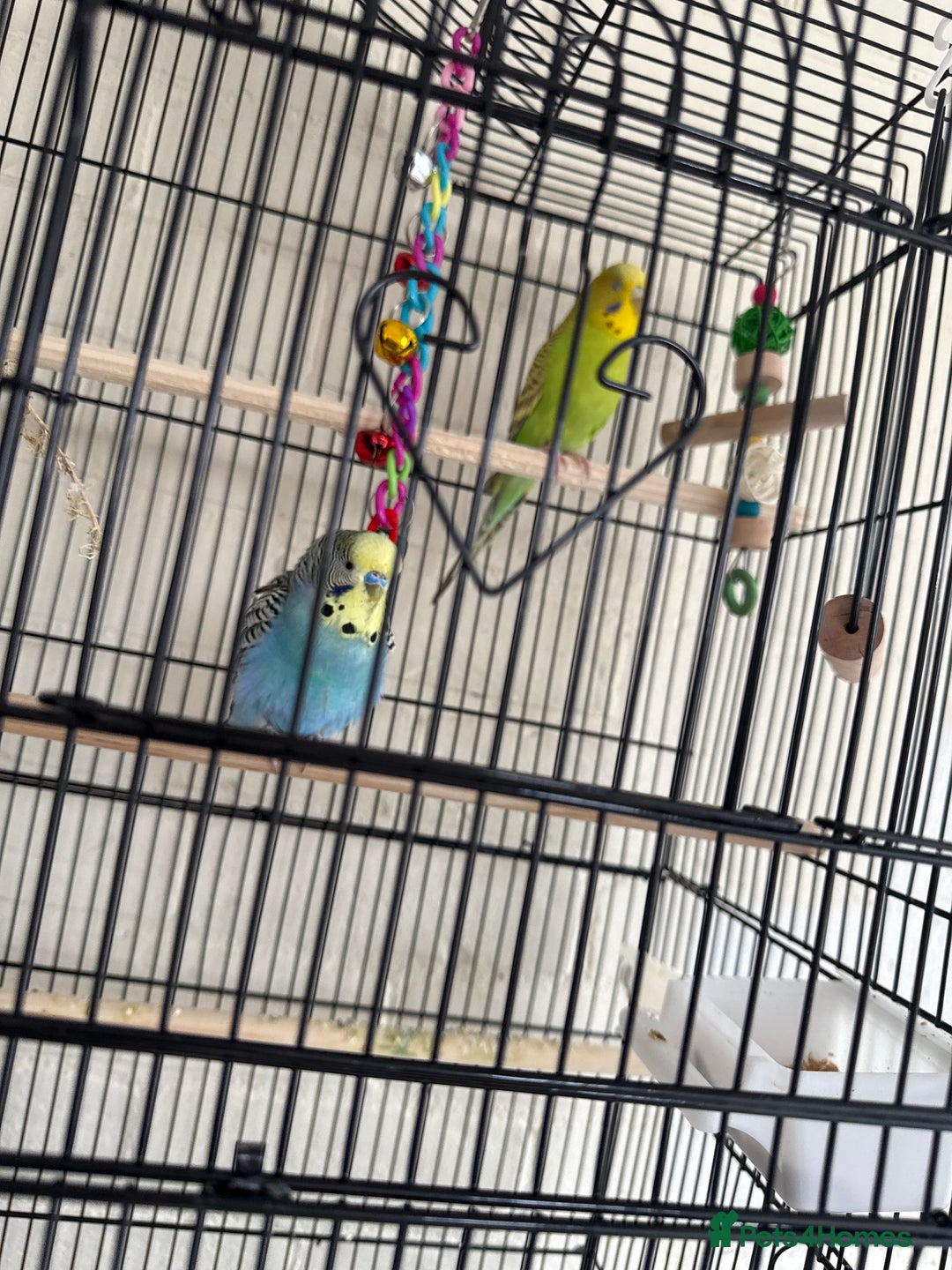 Lovebirds birds for sale: Pair of Buggies  - Image 3