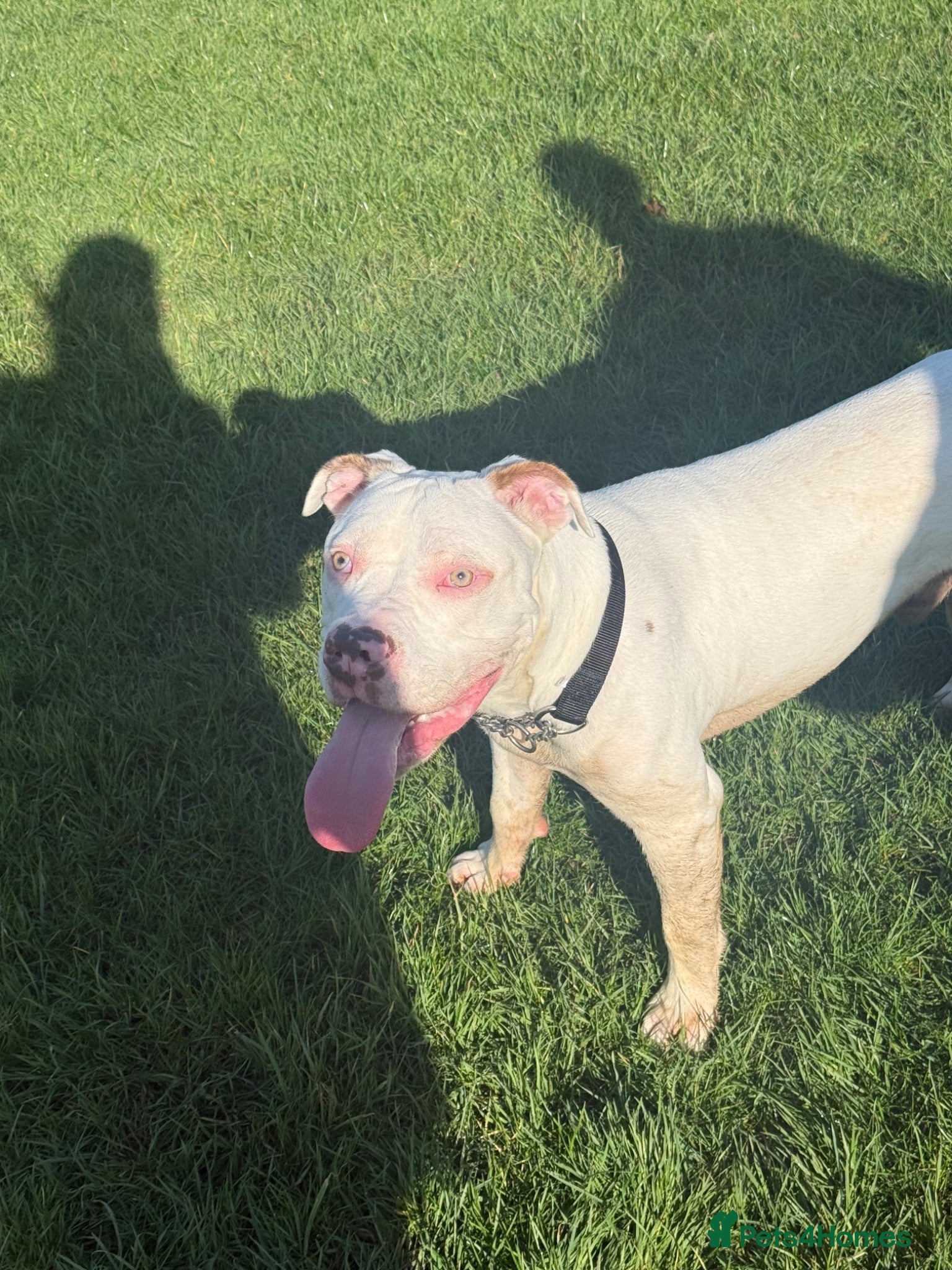 Mixed Breed dogs 1 year old male - Advert 1
