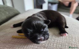 Shih Tzu dogs for sale: Shih tzu puppies  - Image 7
