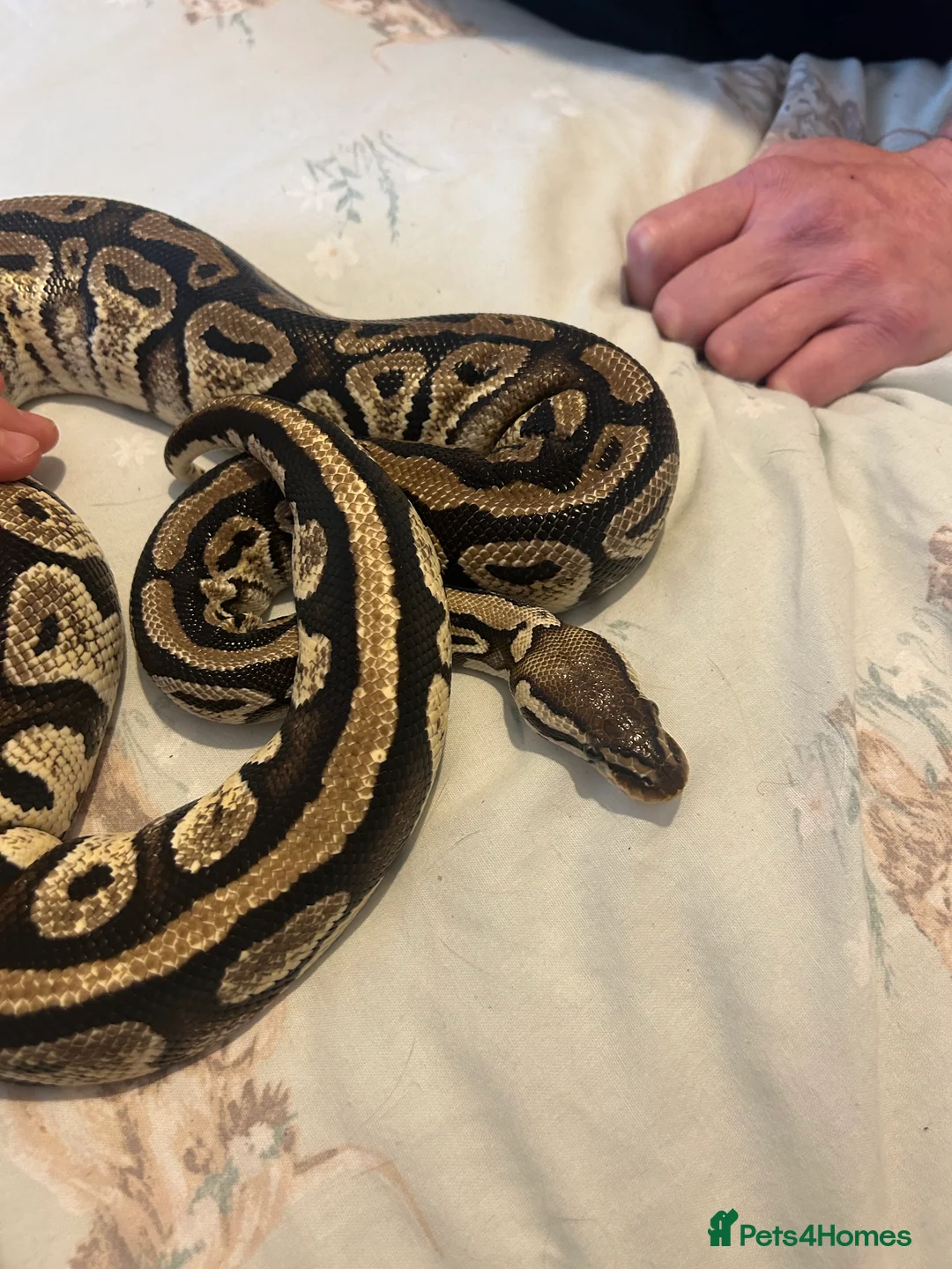 Python Snake reptiles for sale: Female python  - Advert 1