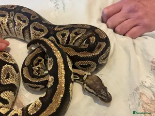 Python Snake reptiles Female python - Advert 1