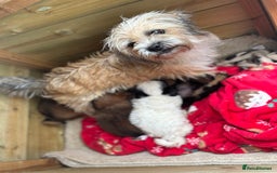 Shorkie dogs for sale: Shih Tzu cross Yorkshire terrier - Image 12