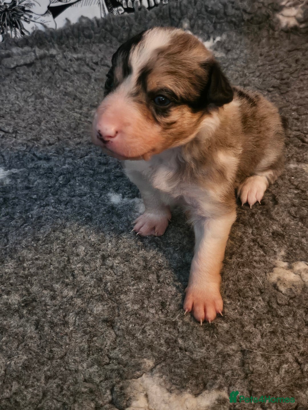 Border Collie dogs for sale: Unique blue merle border collie puppies - Image 9