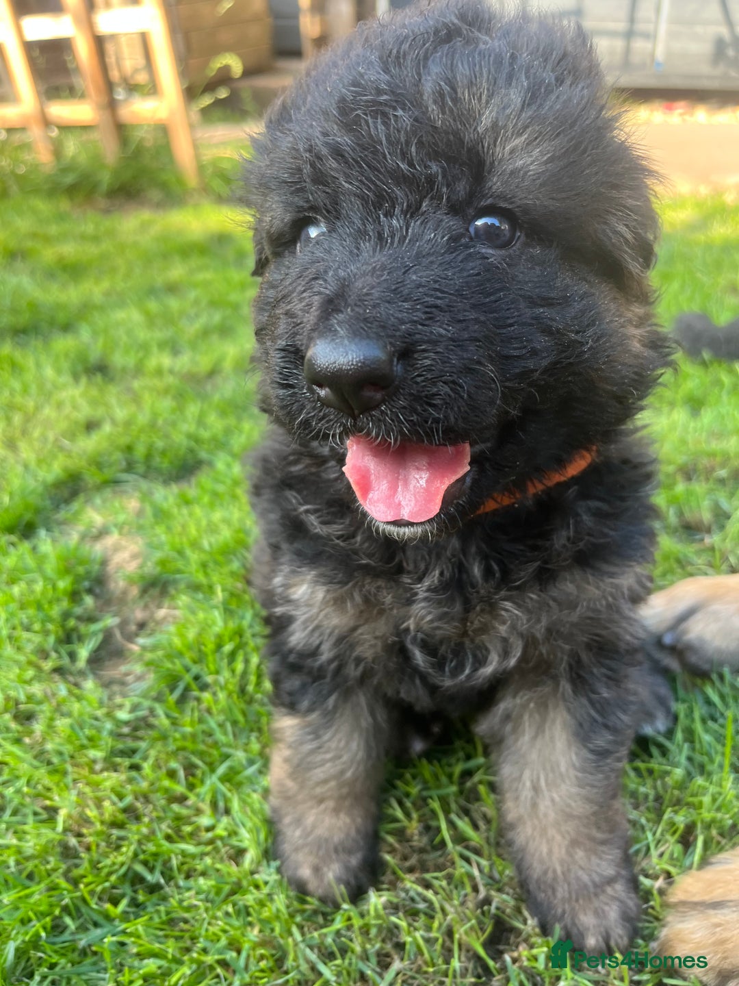 German Shepherd dogs for sale: Top Quality GSD puppies available  - Image 5