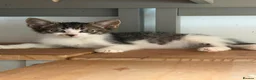 Aegean cats for sale: 4 male greek aegan kittens & 1 girl - Advert 3