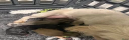 Shih Tzu dogs for sale: Beautiful imperial Shih Tzu Puppies - Advert 6
