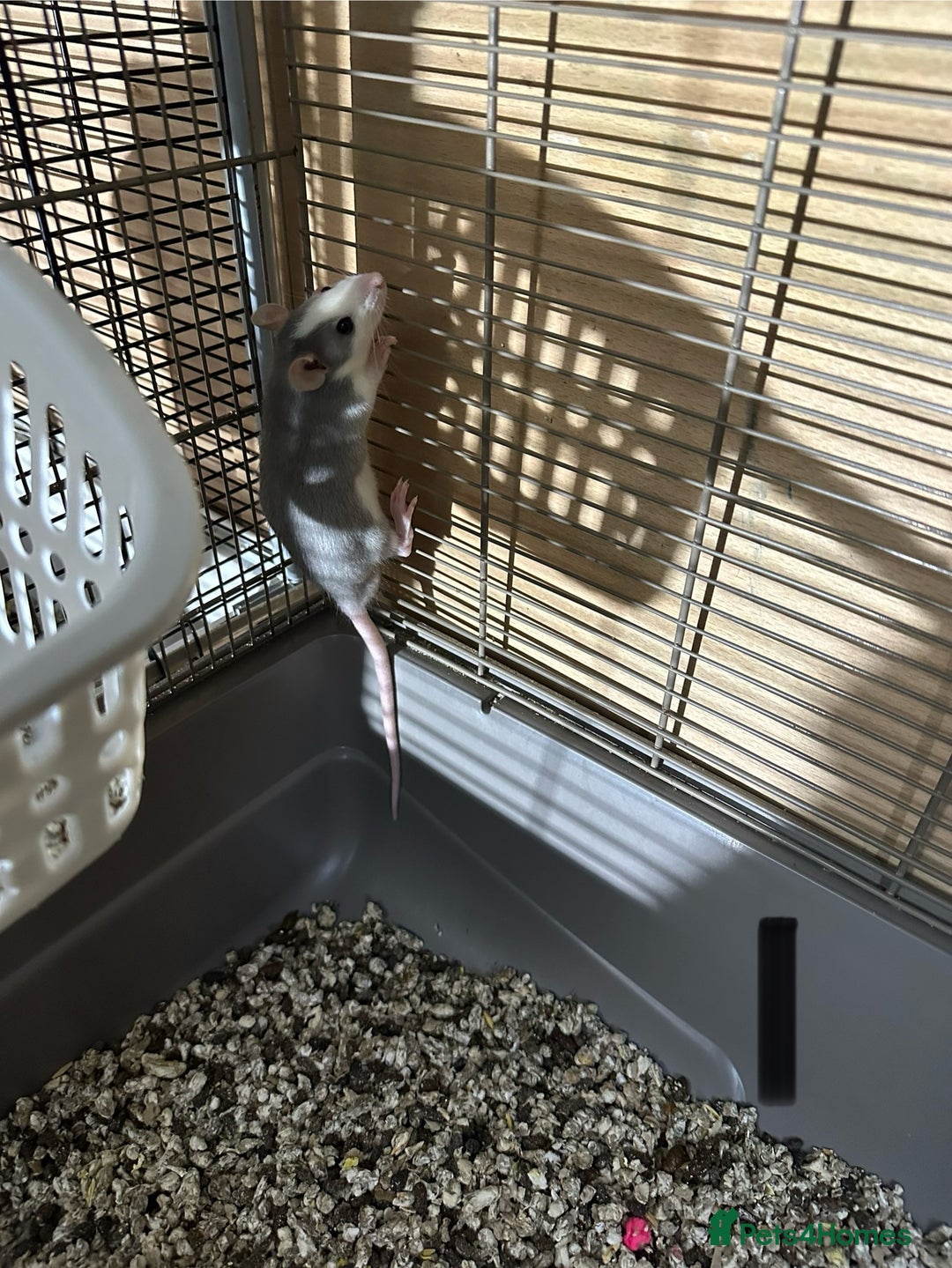 Rat rodents for sale: Rats & complete set up - Image 6