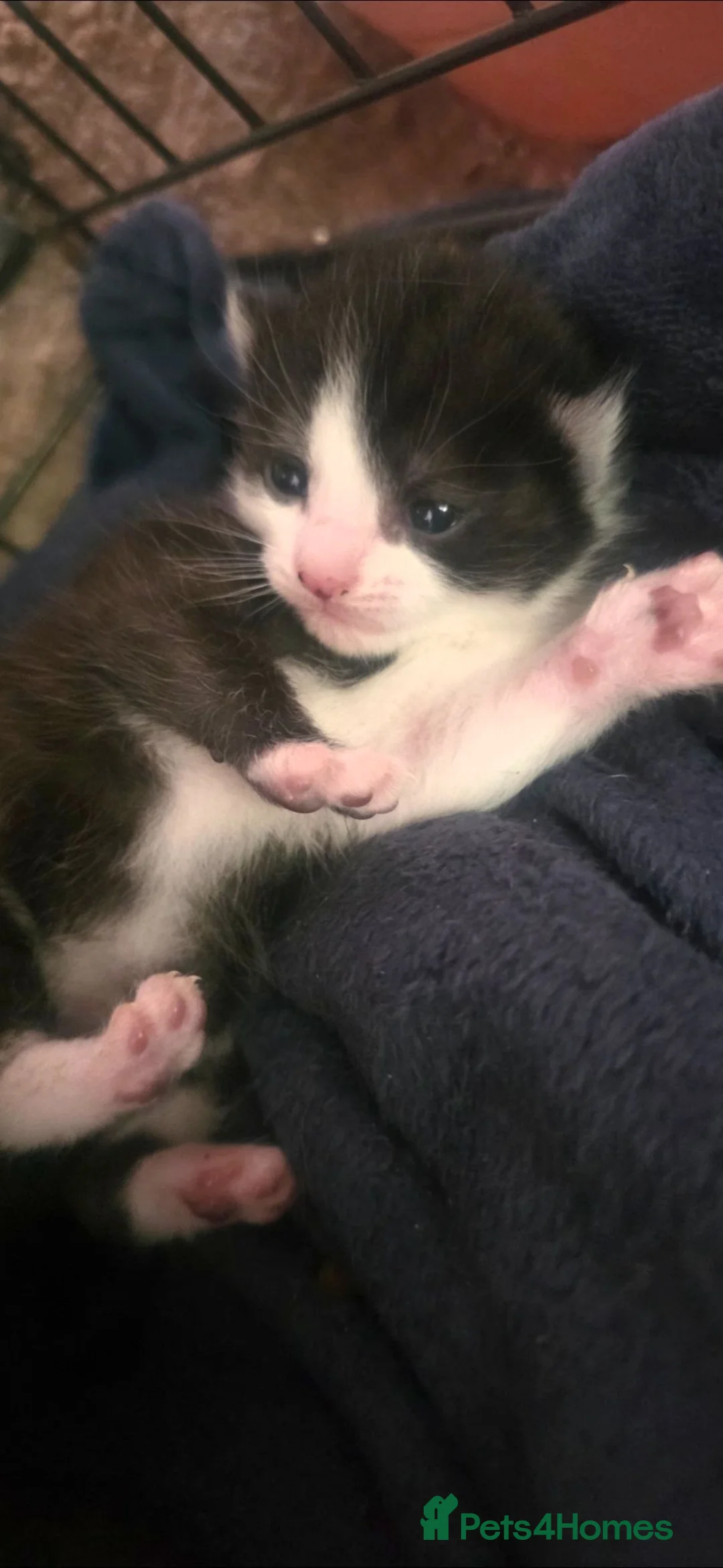 Domestic Shorthair cats for sale: 2 kittens available  in Ascot - Advert 2