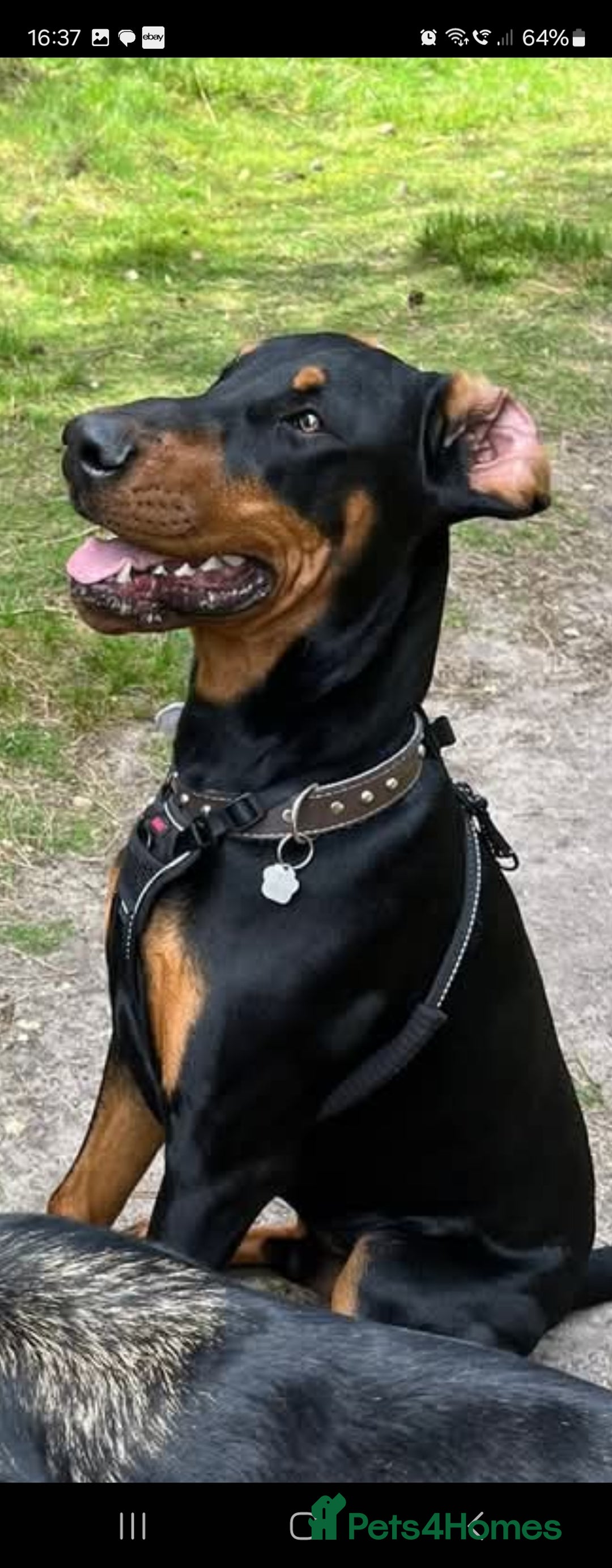 Mixed Breed dogs for sale: Beautiful black German shepherd x doberman  - Advert 29