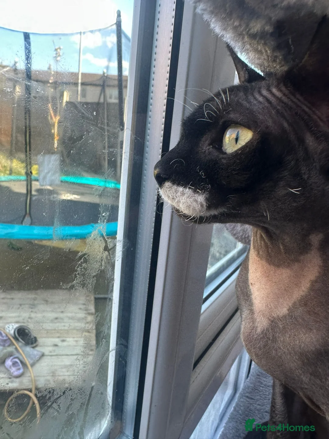 Sphynx cats for sale: Sphynx - Advert 1