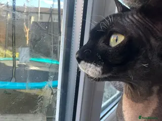 Sphynx cats Sphynx - Advert 16