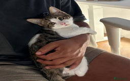 Mixed Breed cats for sale: Cuddly kitten  - Image 3