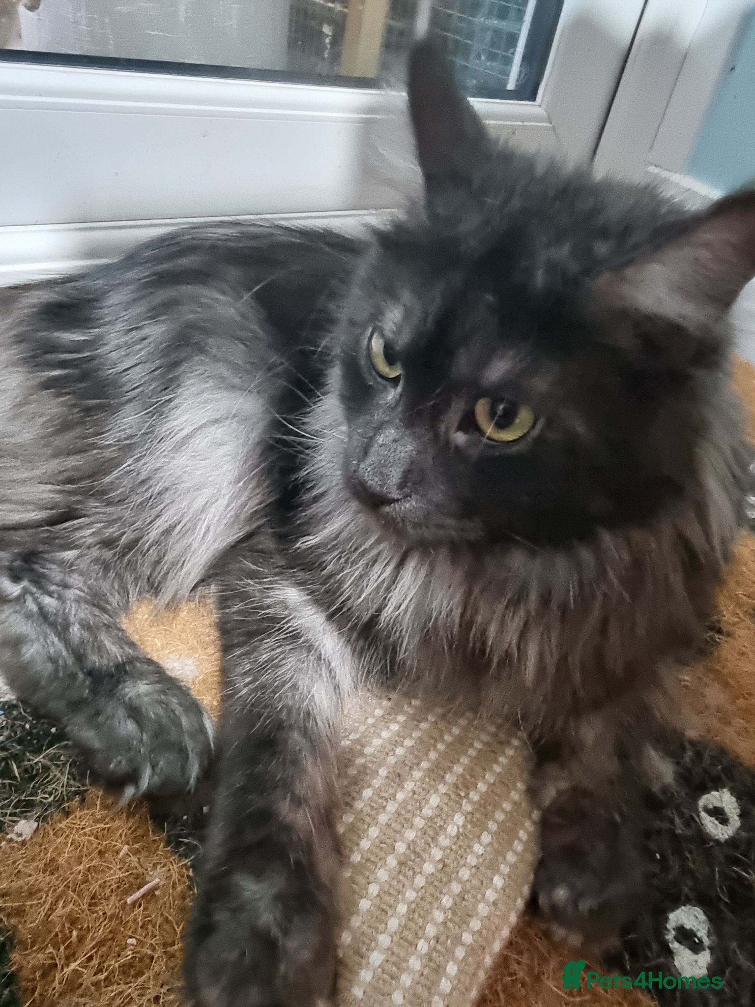 Maine Coon cats Pedigree GCCF Registered Maine Coon Kittens - Advert 2