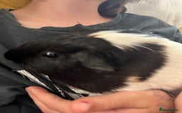 Guinea Pig rodents for sale: Guinea pigs bonded girls  - Image 3