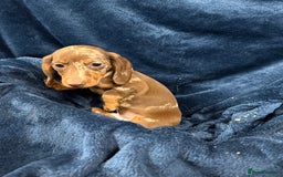 Dachshund dogs for sale: Dachshund Puppies - Image 9