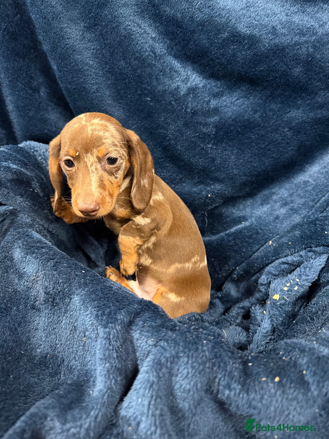 Dachshund dogs for sale: Dachshund Puppies - Image 9