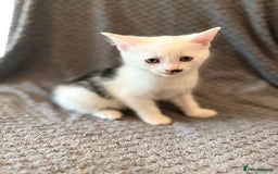 Mixed Breed cats for sale: very friendly kittens looking for a new home - Image 14