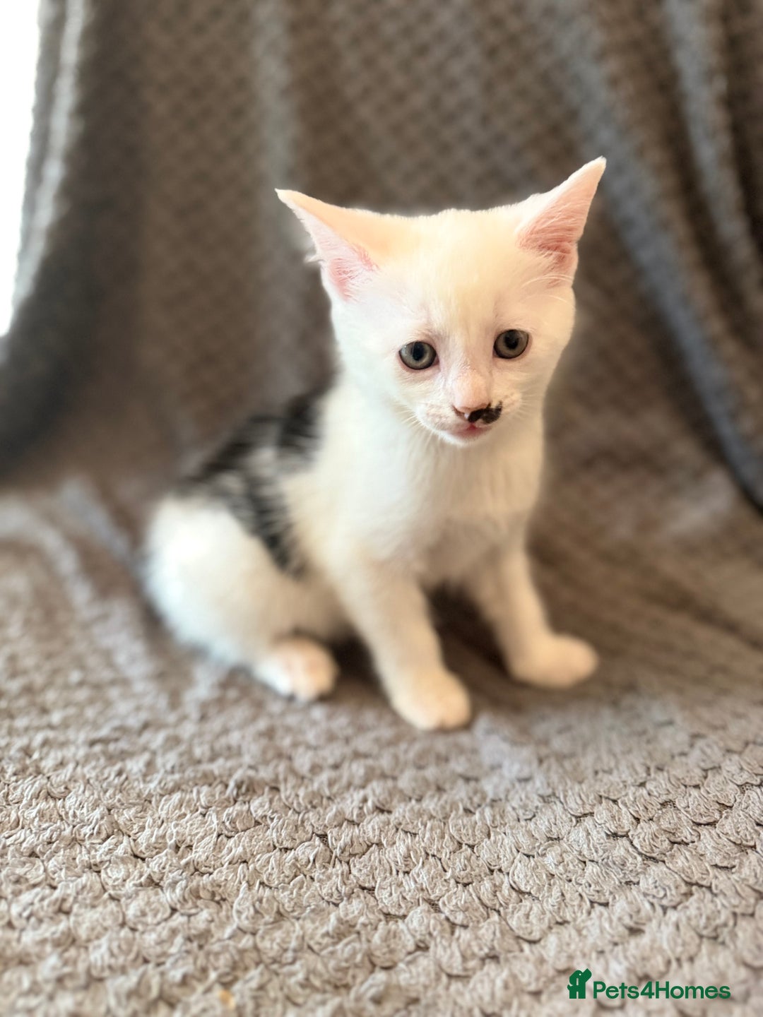 Mixed Breed cats for sale: very friendly kittens looking for a new home - Image 14