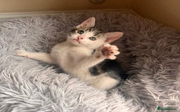 Toyger cats for sale: Adorable kitten  - Image 12