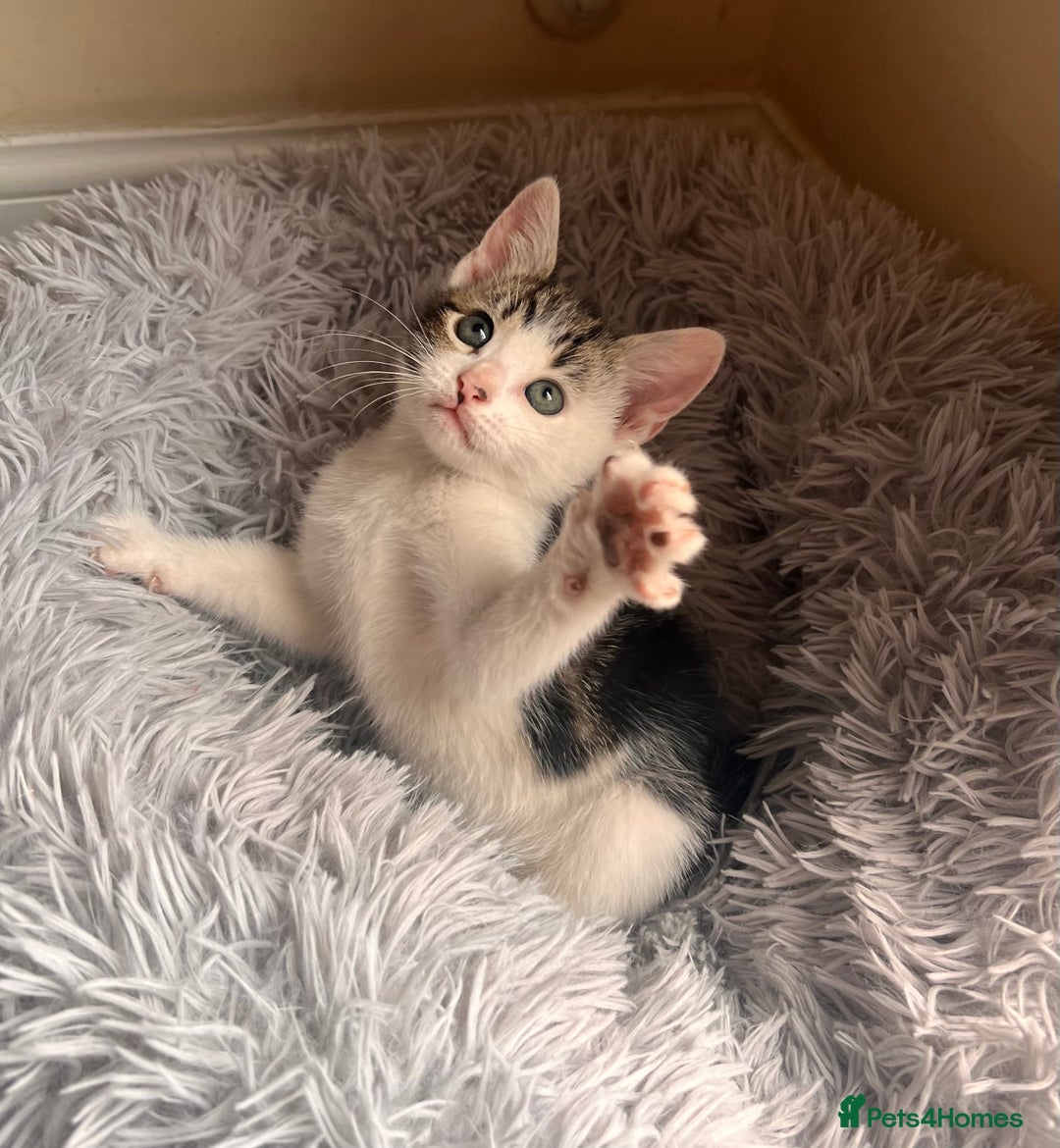 Toyger cats for sale: Adorable kitten  - Image 12