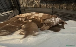 Miniature Dachshund dogs for sale: Miniature dachshunds  - Image 12