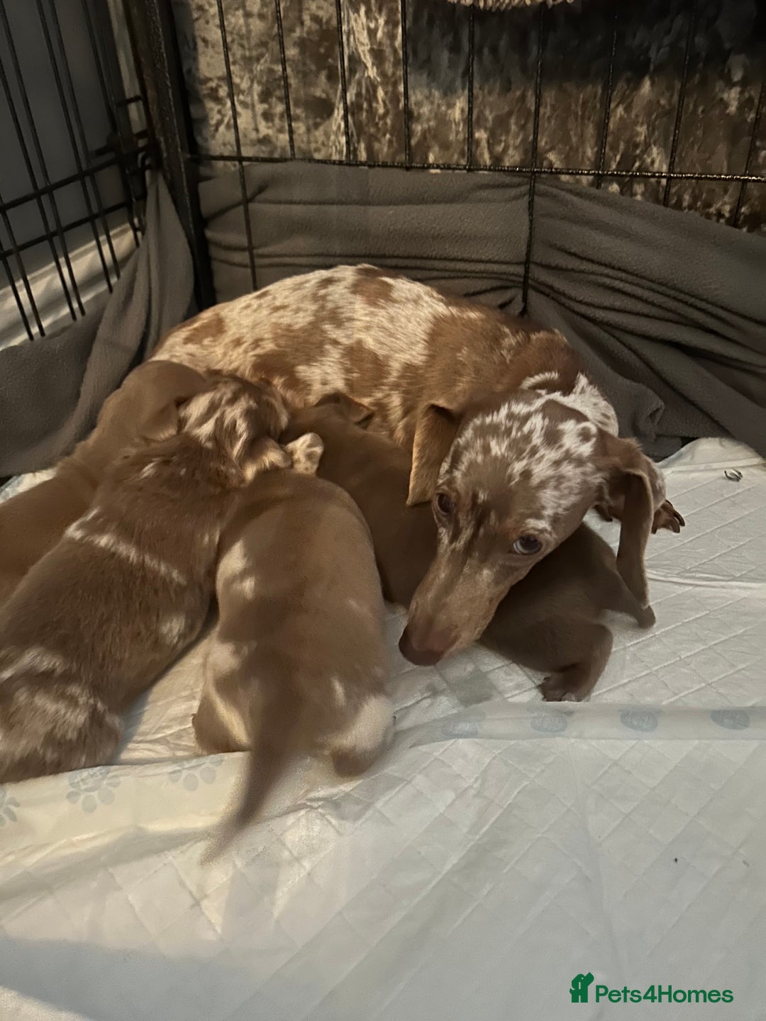 Miniature Dachshund dogs for sale: Miniature dachshunds  - Image 12