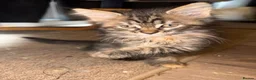 Maine Coon cats for sale: Gorgeous Maine Coon X Kittens Ready Now! 🐾 - Advert 4