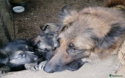 German Shepherd dogs for sale: Fabulous chunky German shepherd puppies - Image 4