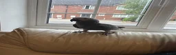 Parrots birds for sale: Head Reared African Grey 5 months old talking bird - Advert 2