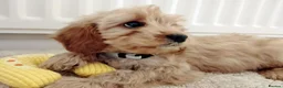 Cavapoo dogs for sale: F1 Cavapoo Puppies  - Advert 3