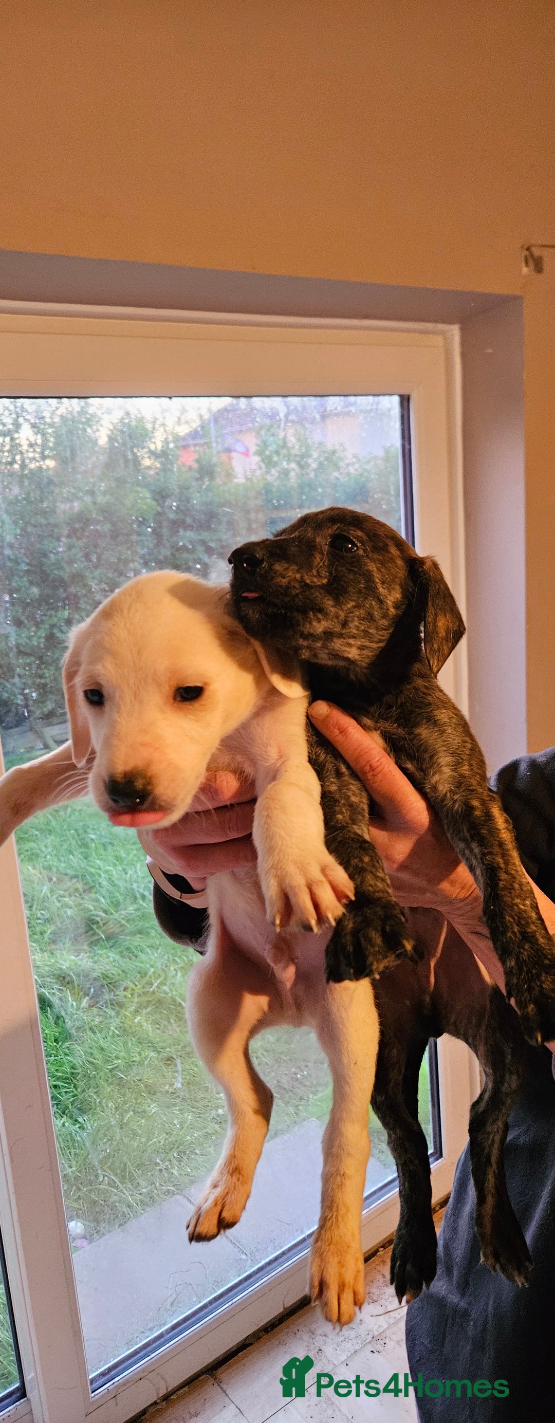 Mixed Breed dogs for sale: Lurcher x - Advert 4