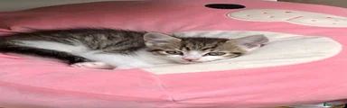 Mixed Breed Kitten 2