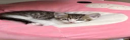 Mixed Breed cats for sale: 4 Beautiful litter trained Kittens - Advert 4