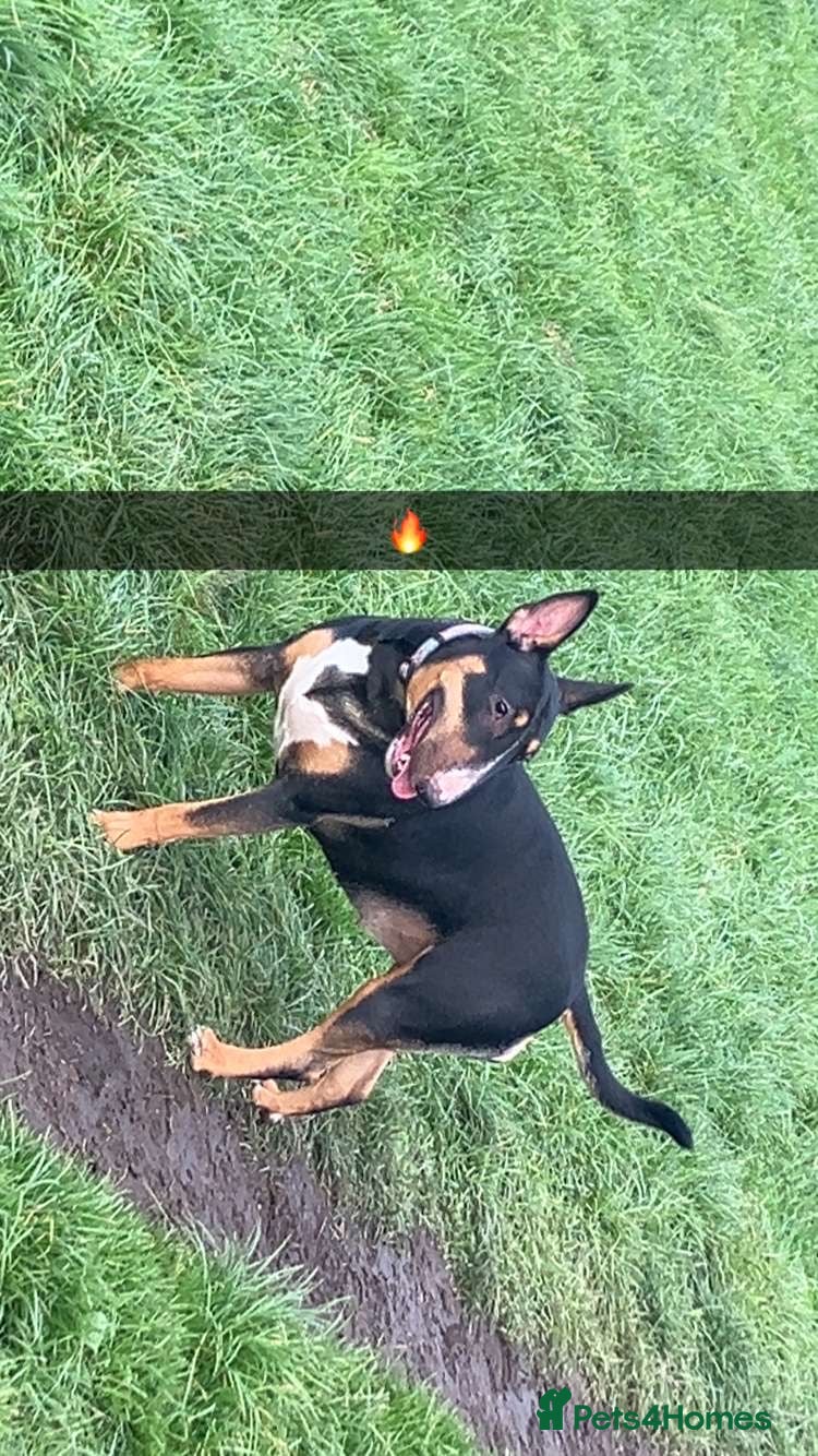 English Bull Terrier dogs Beautiful English bull terrier  - Advert 17