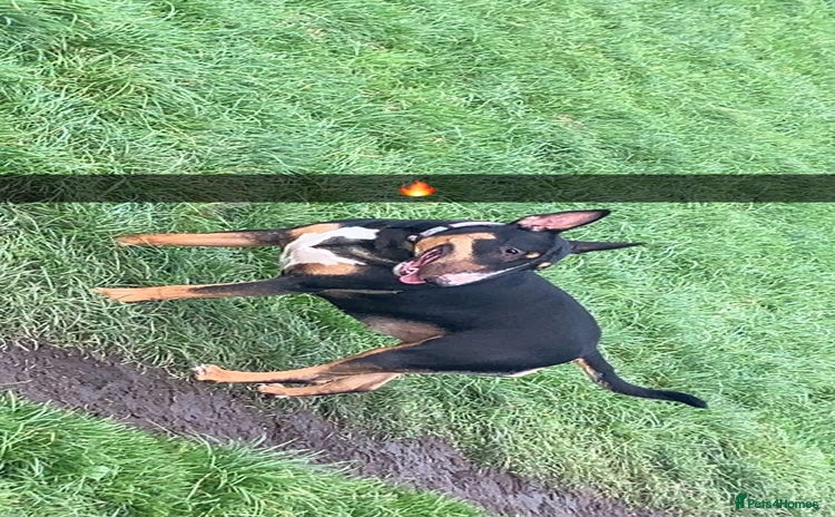 English Bull Terrier dogs - Advert 2