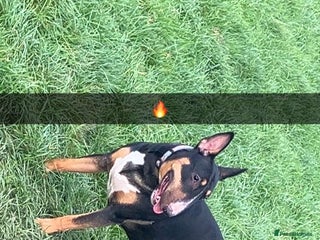 English Bull Terrier dogs - Advert 34