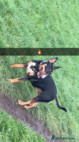 English Bull Terrier dogs - Advert 1