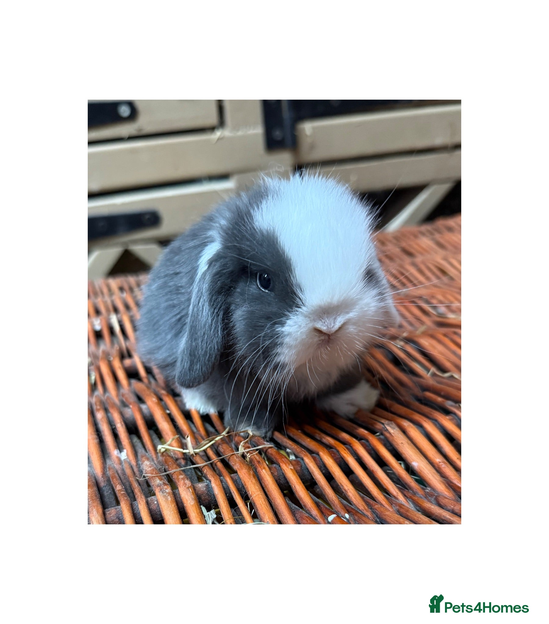 Mini Lop rabbits Hobby breeder of pure bred mini lops  - Advert 1