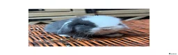 Mini Lop rabbits for sale: Hobby breeder of pure bred mini lops  - Advert 2