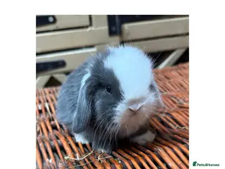 Mini Lop rabbits Hobby breeder of pure bred mini lops - Advert 1
