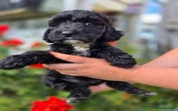 Cockapoo dogs for sale: F1 working cockapoo puppies - Image 25