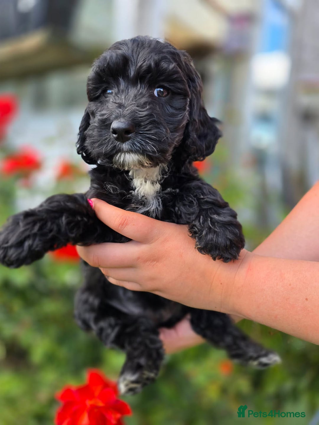 Cockapoo dogs for sale: F1 working cockapoo puppies - Image 25