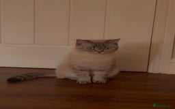 British Shorthair cats for sale: British shorthair kittens - Image 12