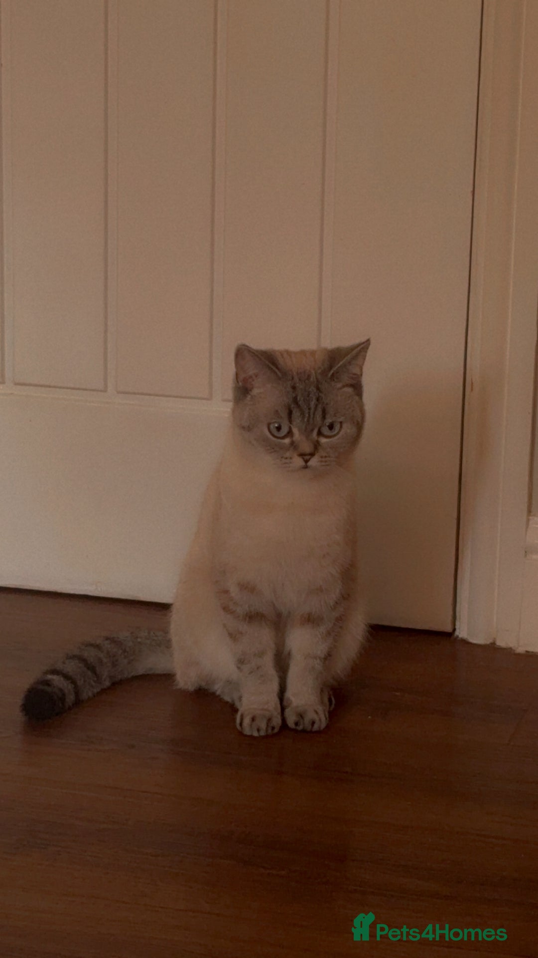 British Shorthair cats for sale: British shorthair kittens - Image 12