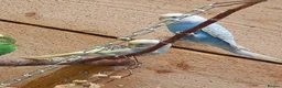 Budgerigars birds for sale: Young budgies for sale. £25 each in Sandbach - Advert 4