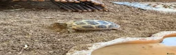 Tortoise reptiles for sale: Horsefield Tortoise  - Advert 3